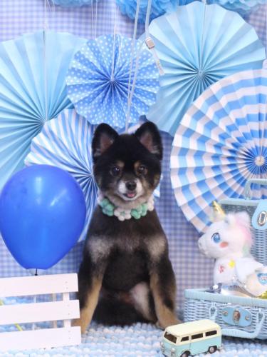 20231126獅子丸くん